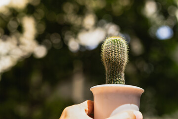 Closeup of hand holding a small cactus flower pot with blurred background.