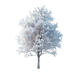 snow covered tree isolated on transparent background