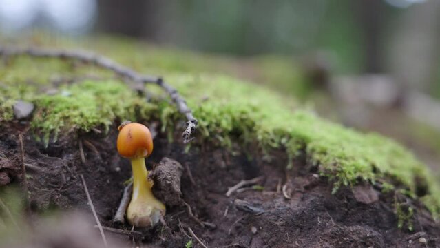 A close up of a fungi, a reddish, orange, mushroom, exposed to the root on a clump of earth or soil with green moss growing - aka Amanita flavoconia, yellow patches or yellow wart