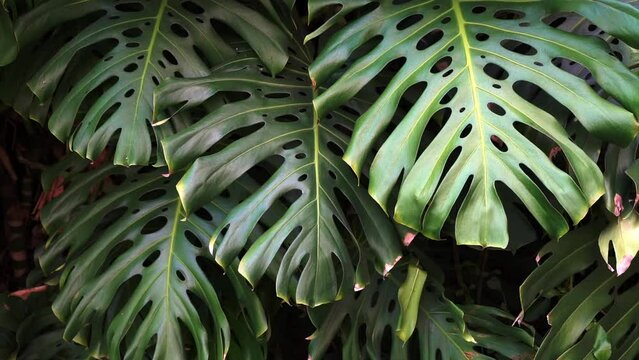 Green thicket jungle with monstera leaves background. Tropical flora and plants. 