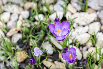 Obraz na płótnie Canvas Vibrant spring purple flowers up close in a garden amidst white stones. Perfect for banners celebrating nature's beauty.