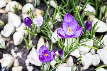 Close-up of springtime purple blossoms amidst white pebbles in a garden. Perfect for banners, home decor, or botanical publications.