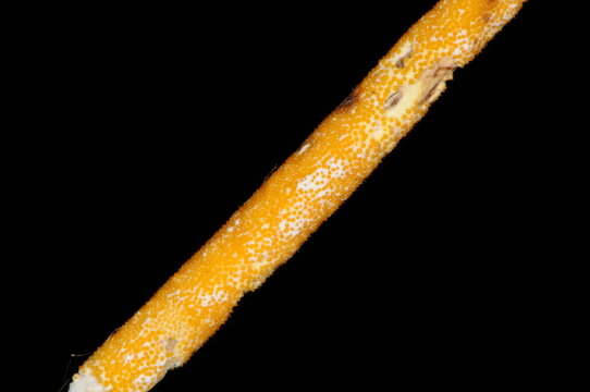 Erstickungsschimmel,  Epichlo&euml; typhina an Gr&auml;serst&auml;ngel