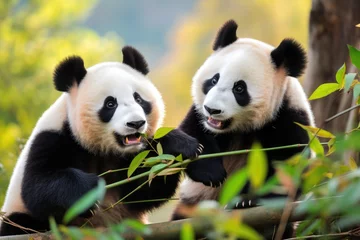 Foto auf Acrylglas Panda bear happily munching on fresh bamboo stalks in the forest, A panda bears peacefully munching on bamboo in a lush forest, Ai generated. © Tanu