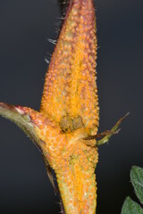 Brennessel-Rostpilz,  Puccinia urticata am Brennesselnstängel