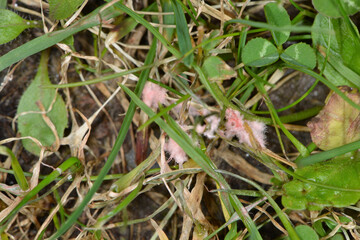 Rasen, Rotspitzigkeit, Laetisaria fuciformis