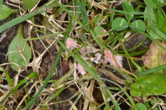 Rasen, Rotspitzigkeit, Laetisaria fuciformis