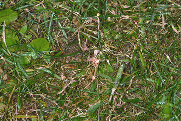 Rasen, Rotspitzigkeit, Laetisaria fuciformis