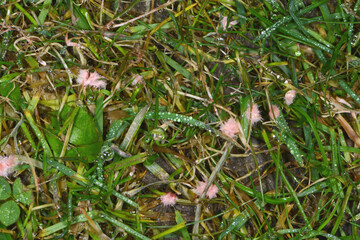 Rasen, Rotspitzigkeit, Laetisaria fuciformis