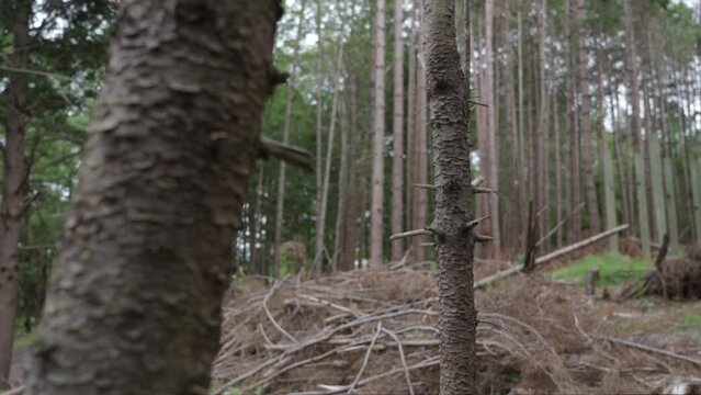 Rack focus from a close up of bark on a tree to reveal several stripped, dead and fallen trees, in a pile on the forest floor, in the aftermath of the destructive Hurricane Fiona