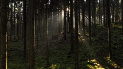 Mystic sunlight in mossy morning dark forest.