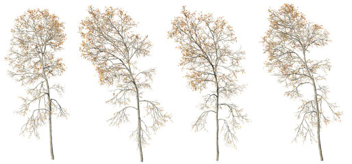 Isolated trees gardening,Ash tree on transparent background.3d rendering PNG