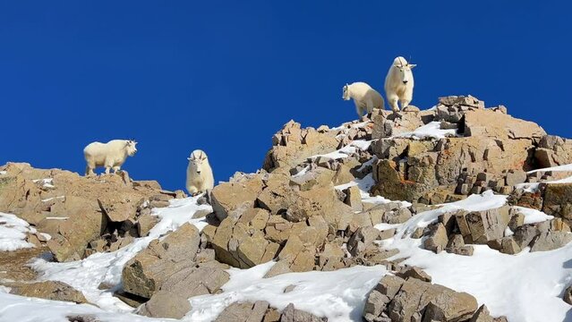 Mountain goat sheep herd family top of Rocky Mountain National Park Colorado king of the peak stunning vibrant blue sky fresh snow winter 14er Mount Lincoln Evans Grays Torreys wildlife animals pan