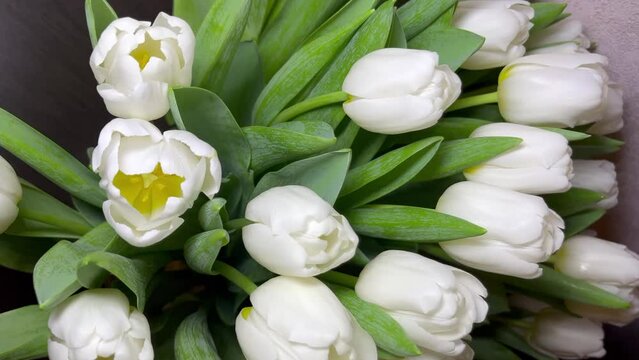 A bouquet of a white tulips	