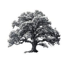 majestic oak tree isolated on transparent background