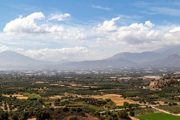 Olive fields on the Mediterranean island of Crete (Greece)