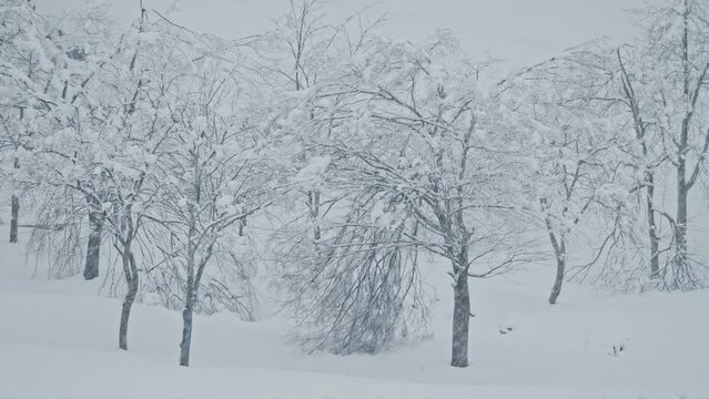 雪山にしんしんと降り続ける綺麗な雪