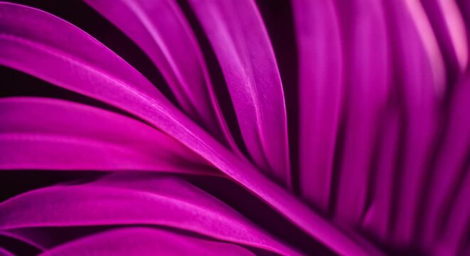 Close-Up of a Purple Leaf