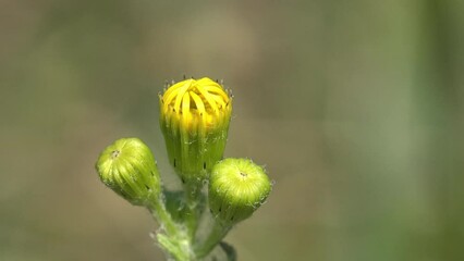 Buds of unblown flowers stagger on green background