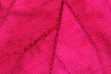 Colorful leaf ribs and veins as textured background close up