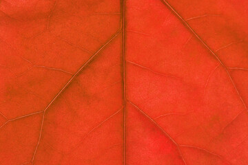 Colorful leaf ribs and veins as textured background close up