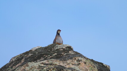 Partridge Perched Atop Rock Against Clear Blue Sky