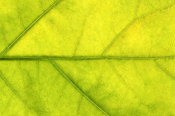 Colorful leaf ribs and veins as textured background close up