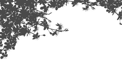 Silhouette Cherry Blossom Shadow, Illustration isolated transparent of Shadow leaves overlay on Wall,Concept for elements design decoration for Spring, Summer Backdrop Background