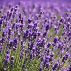 Obraz premium lavender field in region