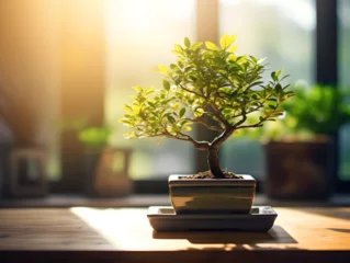 Poster Small bonsai tree in a pot on table, blurry sunlight background  © TatjanaMeininger