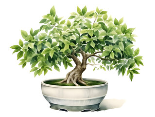 Watercolor illustration of bonsai tree in a pot on white background 