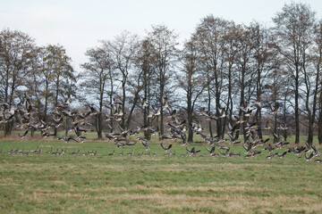 Wildgänse auf der Wiese beim Abflug