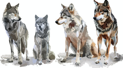 Gray Dogs or Wolves on a White Background