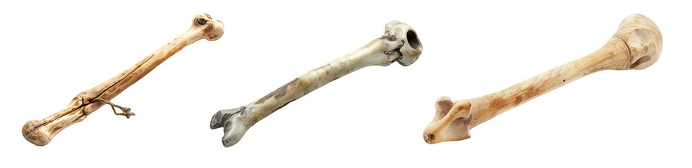 Set of Three Different Historical Femur Bone Replicas on a White Background