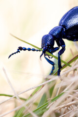 Ölkäfer, Meloe proscarabaeus Linnaeus