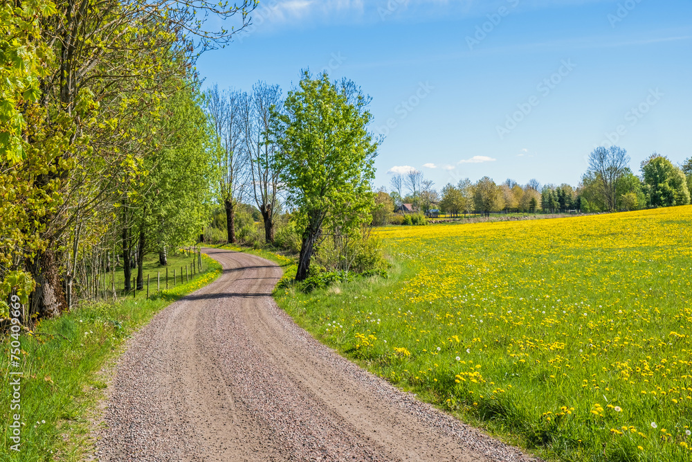 Canvas Prints Winding gravel road by a dandelion flowering meadow in the countryside