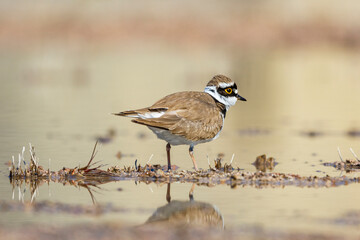 Little plover bird standing at the water's edge and looking