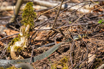 Grass snake crawling on the ground