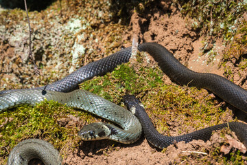 Grass snakes basking in the sun