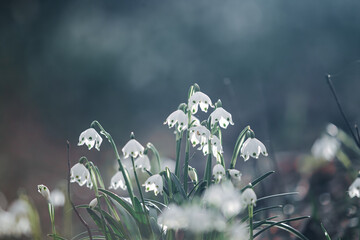 Beautiful spring snowflake flowers blooming in the forest, soft focus