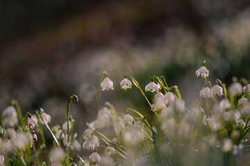 Beautiful spring snowflake flowers blooming in the forest, soft focus, Leucojum vernum