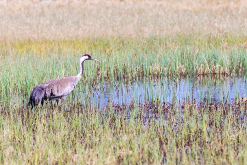 Eurasian Crane by the water on a bog