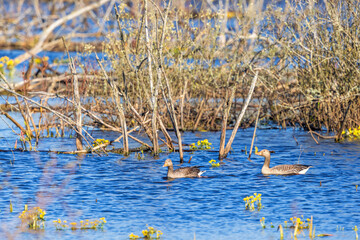 Pair of Greylag geese swimming in a wetland