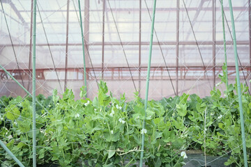 plants in a vegetable garden
