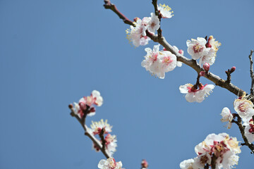 Plum blossoms bloom
