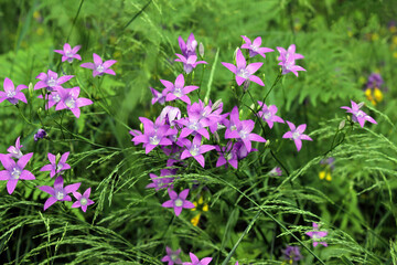 Spreading bellflower (Campanula patula) mixed with fern leaves natural bright background in forest