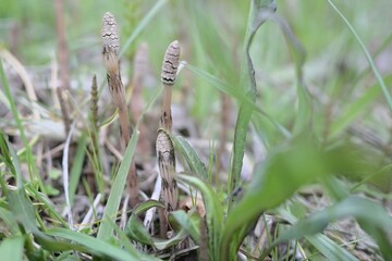 horsetail in the field