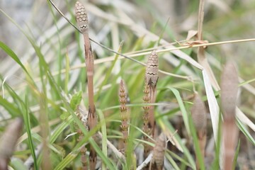 horsetail in the field