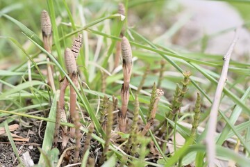 Obraz premium horsetail in the field