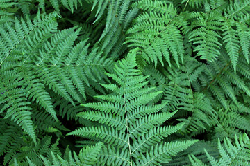 Fototapeta na wymiar Natural background of fern leaves in forest 